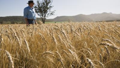 A farmer stands in a field of wheat